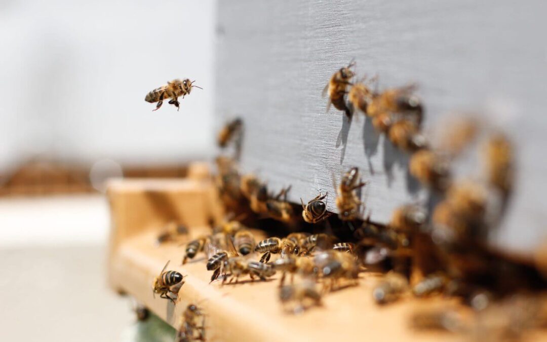 Bienvenue dans l’univers des abeilles