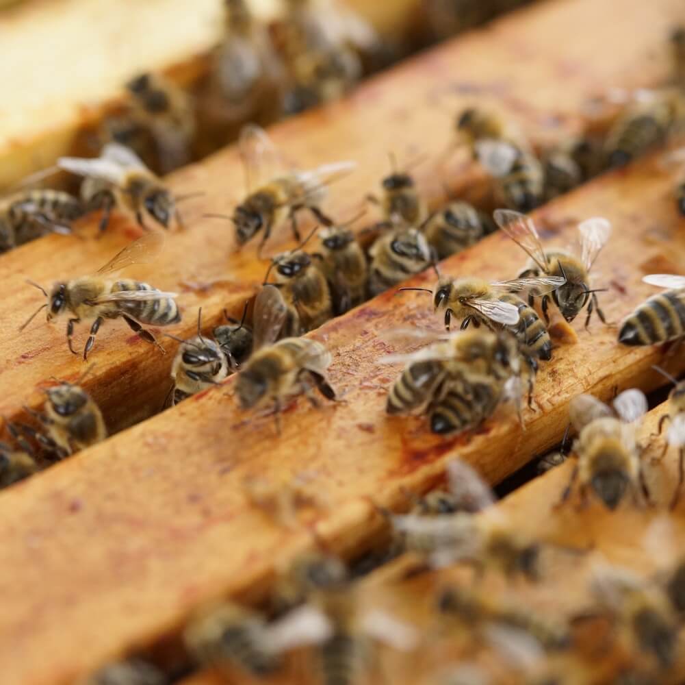 Abeilles Sur Le Cadre Des Nids D'abeilles. Apiculteur Au Rucher. Ruches  Assez En Bois. Belle Journée De Printemps Image stock - Image du beau,  abeille: 184893109