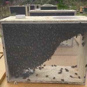 Bee Package