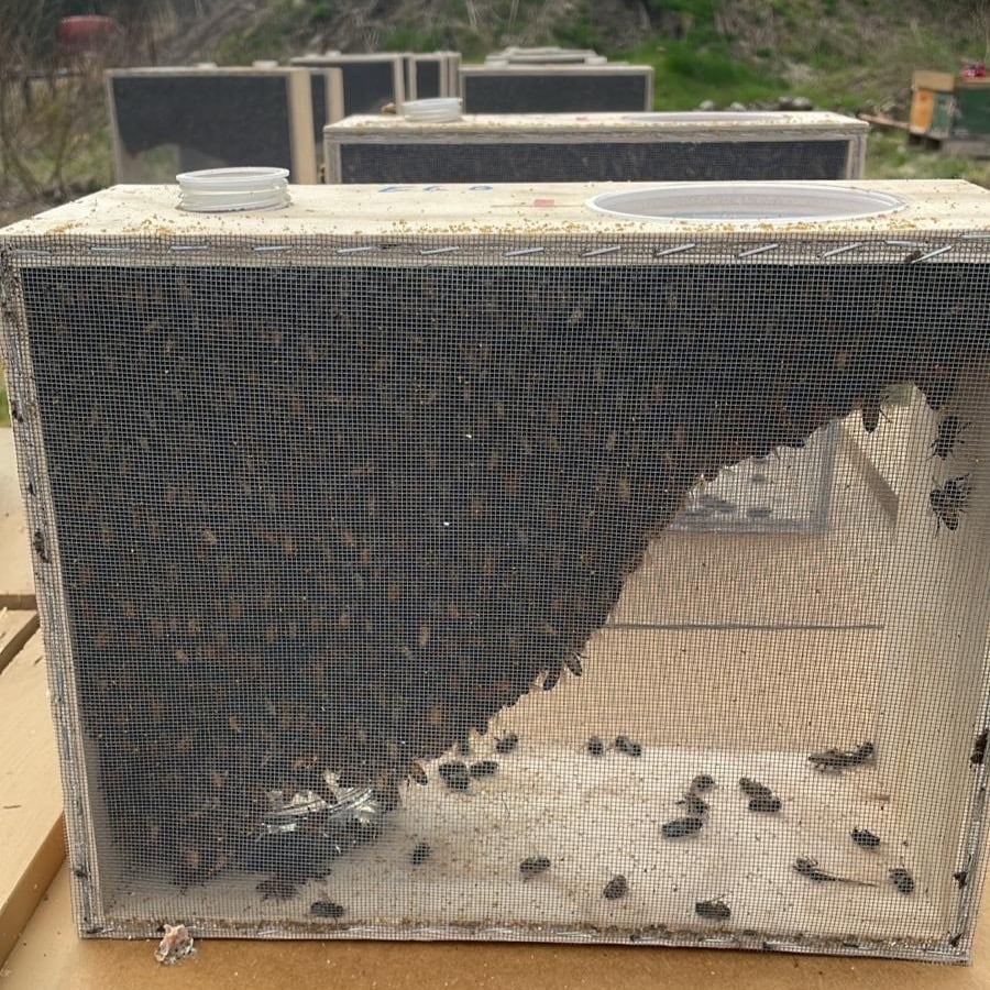 Bee Package