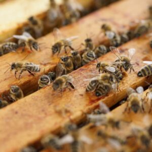 Nucleus (Bees on Frames)
